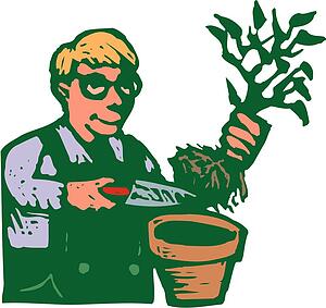 House Plants
