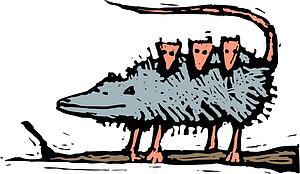 Opossum Family