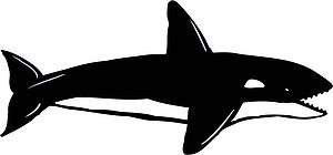 Orca