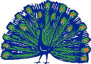 Peacock