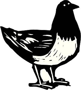 Pigeon