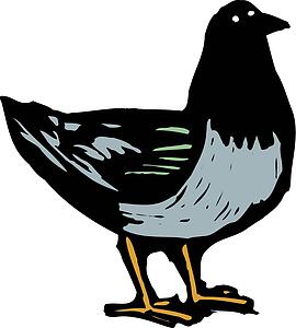 Pigeon