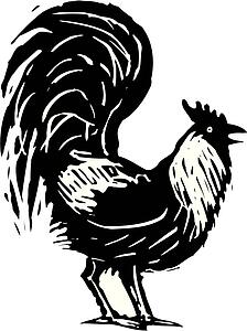 Rooster