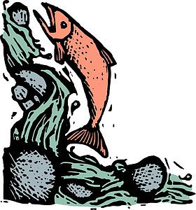 Salmon
