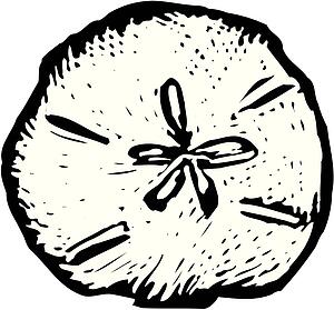Sand Dollar