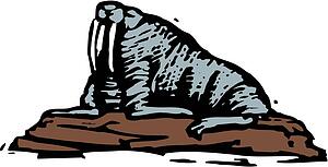 Walrus