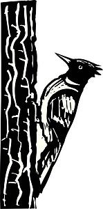 Woodpecker