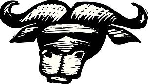 Water Buffalo