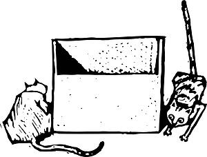 Cat 05