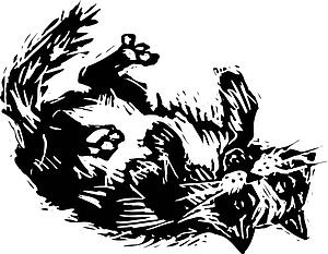 Cat 10