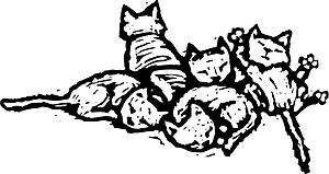 Cat 13