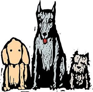 Dog 28