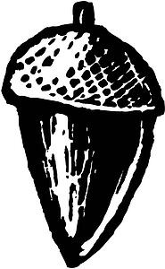 Acorn