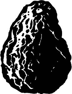 Avocado 2