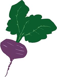 Beet