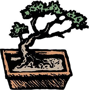 Bonsai 1