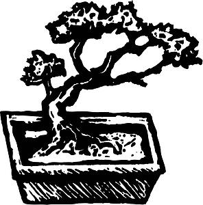 Bonsai 1