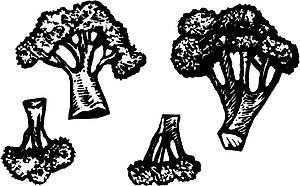 Broccoli