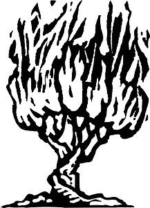 Burning Bush