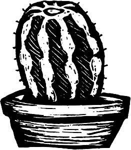 Cactus 2
