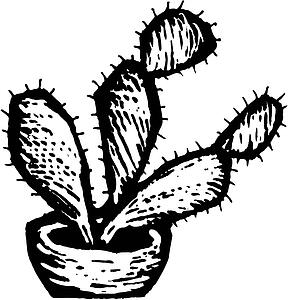 Cactus 3