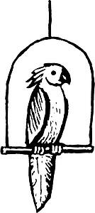 Cockatoo