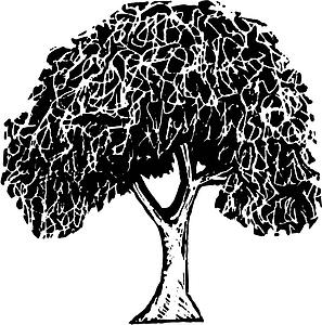Elm Tree