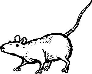 Fancy Rat