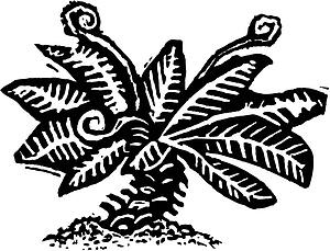 Fern 4