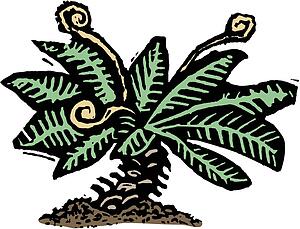 Fern 4