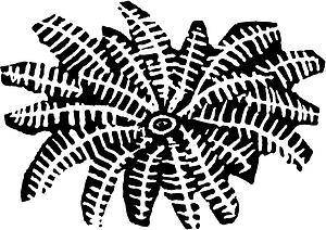 Fern 5