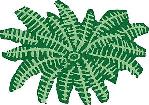 Fern 5
