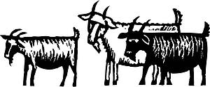 Goat Gruff