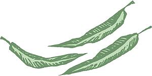 Gum Leaves