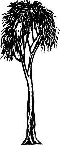 Gum Tree