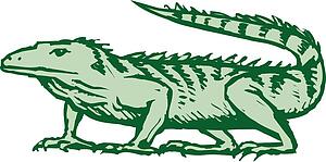 Iguana