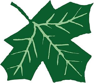 Leaf 12