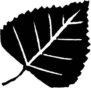 Leaf 13