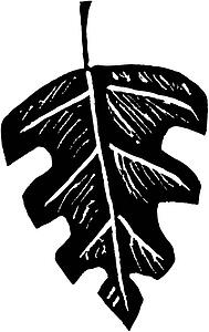 Leaf 14