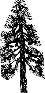 Pine Tree