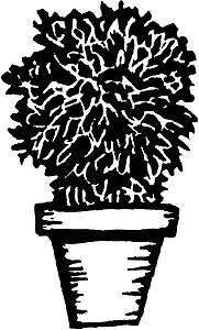Potted Plant