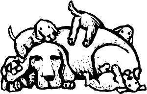 Puppies