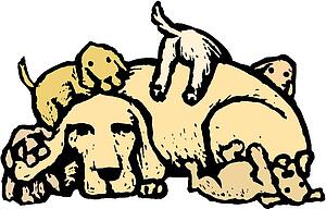 Puppies