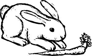 Rabbit