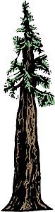 Redwood