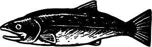 Salmon 3
