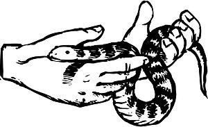 Snake 2