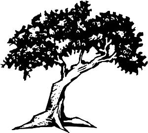 Tree 3