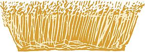 Wheat